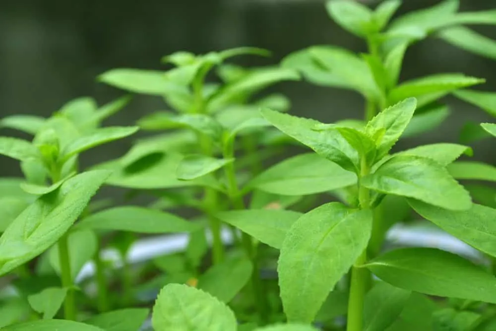 Rau ngò om có tác dụng gì?