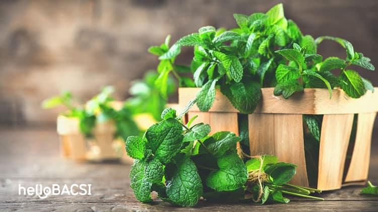 bạc hà và dưa leo làm mát da