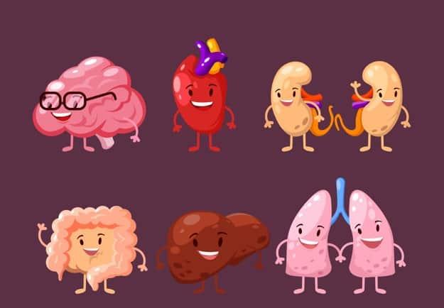 Bệnh thận đa nang ảnh hưởng đến cơ quan nào