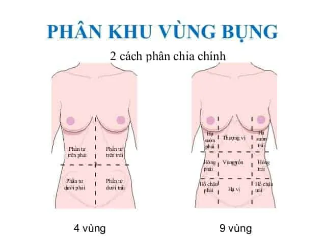Phân khu vùng bụng
