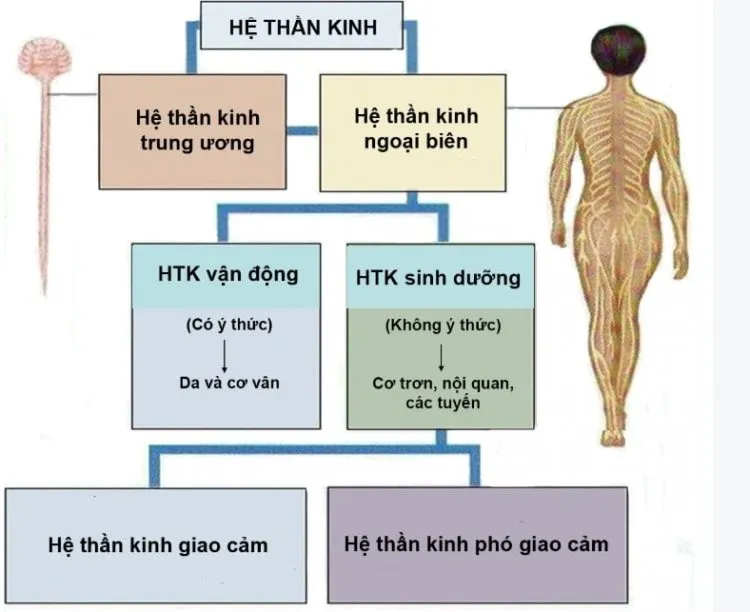 Tổ chức hệ thống dây thần kinh cơ thể