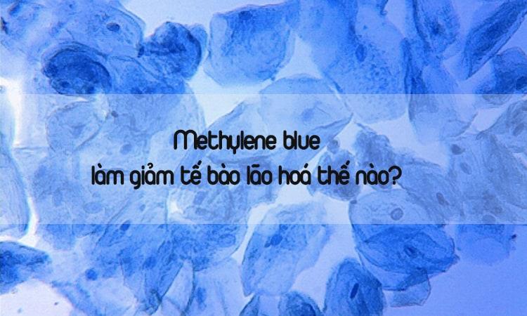 methylene blue làm giảm tế bào lão hoá 
