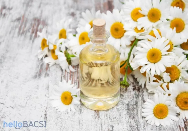 tinh dầu hoa cúc