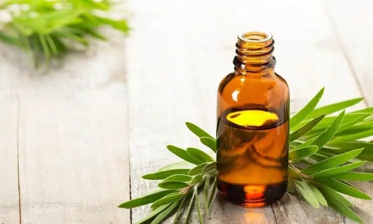 Sử dụng dầu tràm trà trị mụn