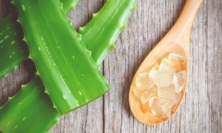 Dưỡng ẩm bằng nha đam là cách trị mụn trứng cá tại nhà