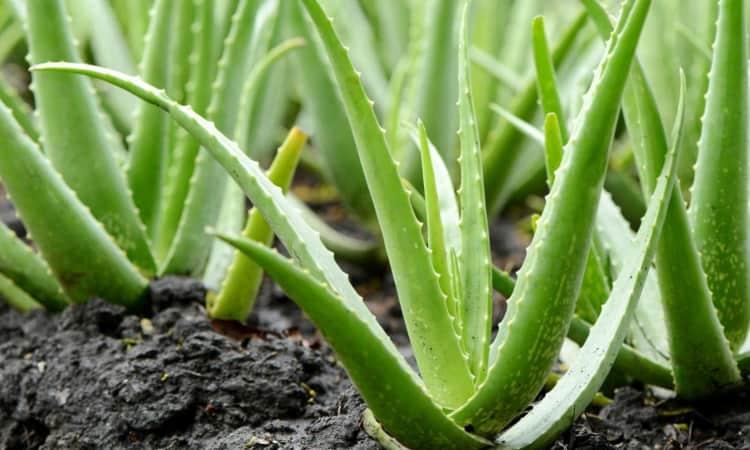 Nha đam giúp ngăn ngừa sự hình thành của sẹo mụn