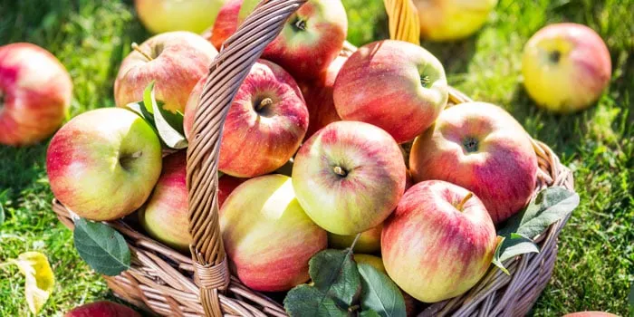 Xơ gan ăn trái cây gì? Táo