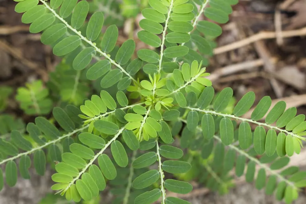 cách dùng cây diệp hạ châu