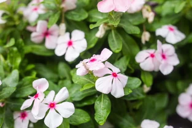 thận trọng khi dùng dược liệu để trị bệnh