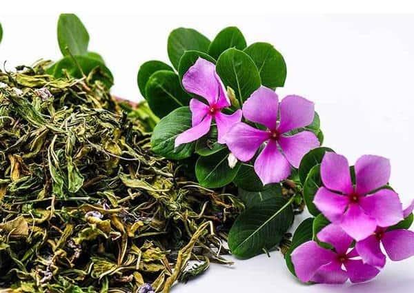 cây hoa dừa cạn chữa bệnh gì