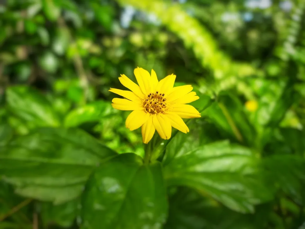 cây sài đất có tác dụng gì