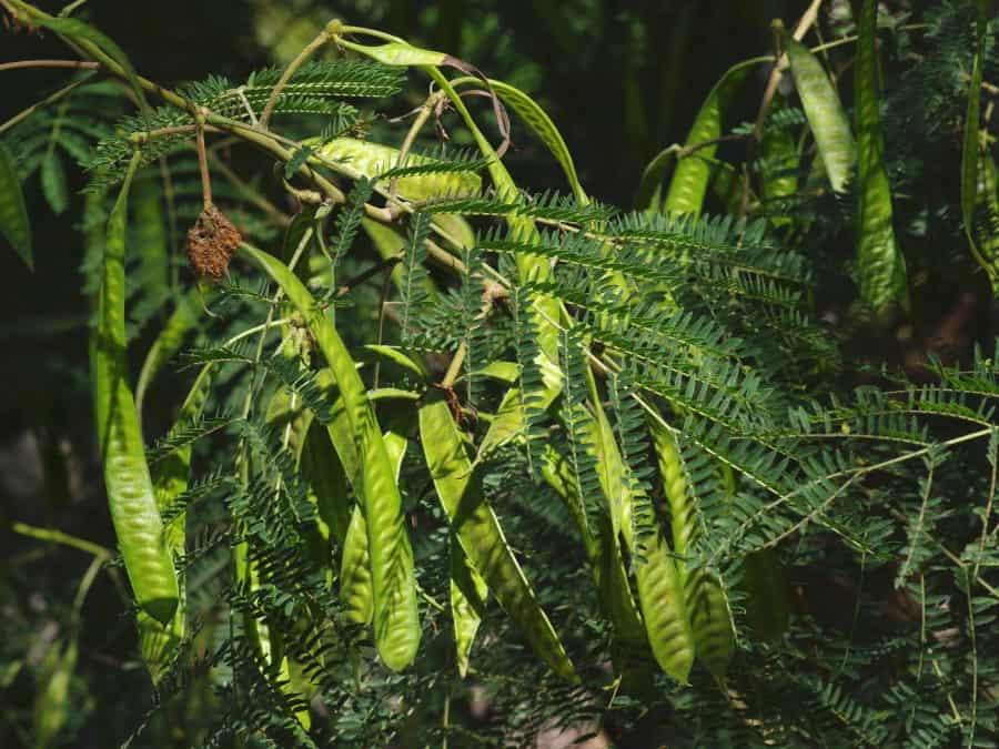 liều dùng keo giậu