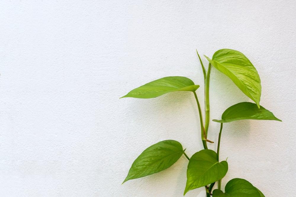 lá trầu không có tác dụng gì