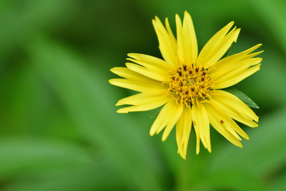 lưu ý khi dùng cây sài đất