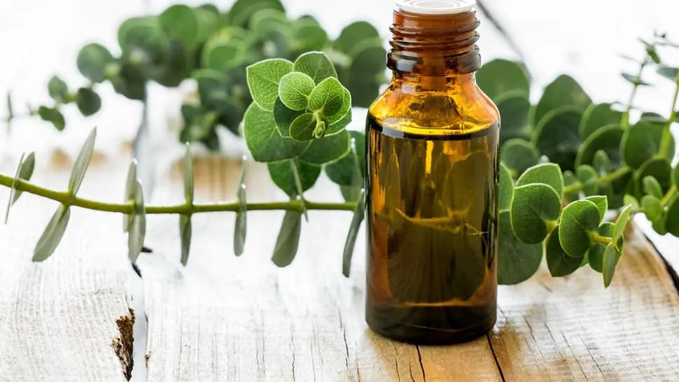 cách dùng tinh dầu khuynh diệp