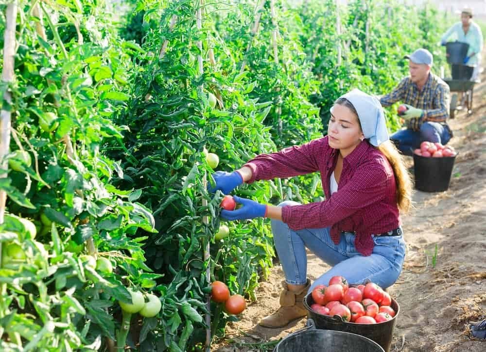 Nguy cơ dị ứng kem chống nắng