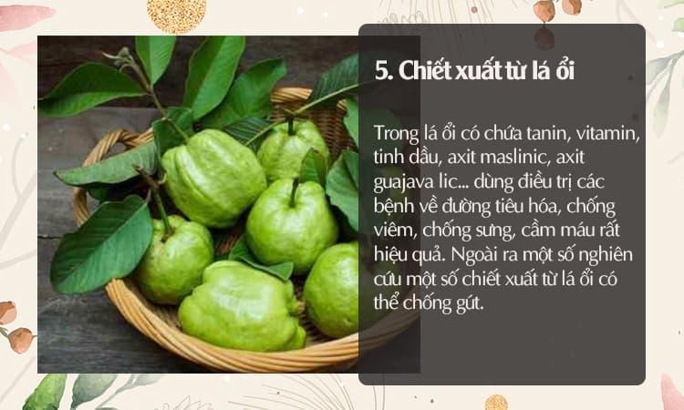 chiết xuất lá ổi trị gút