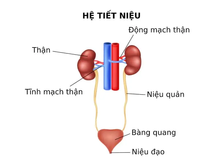 cấu tạo hệ tiết niệu