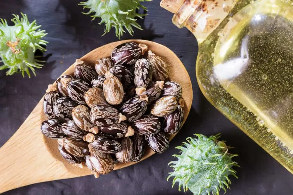 chất độc ricin từ hạt thầu dầu