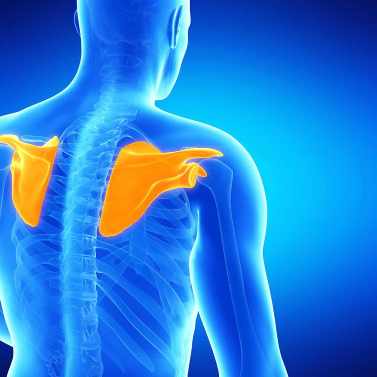 Hình ảnh xương bả vai