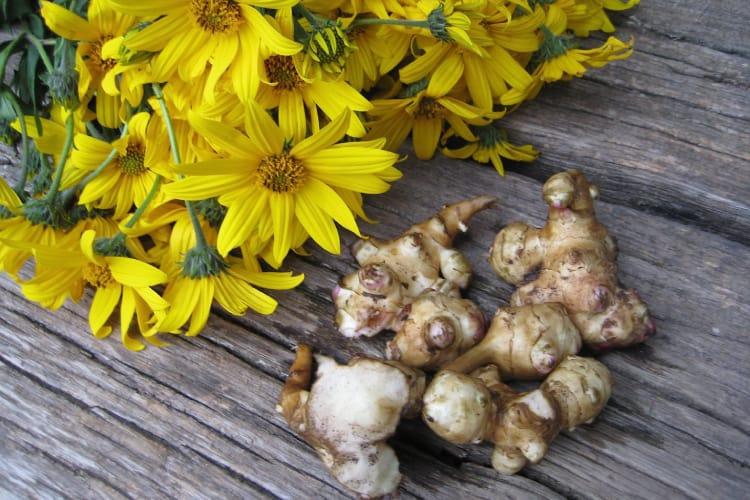 Củ của cây cúc vu chứa prebiotic tốt cho lợi khuẩn đường ruột