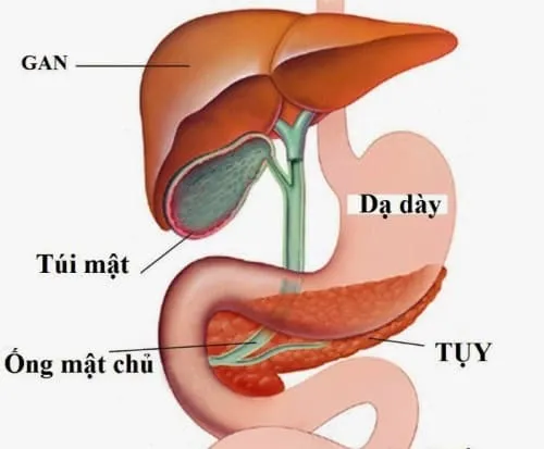 Túi mật nằm ở đâu