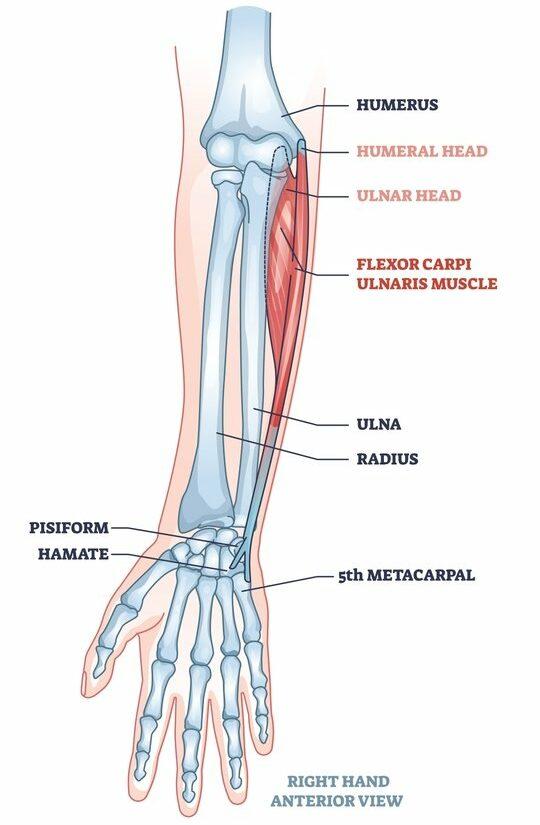 các bài tập cổ tay: cơ gấp