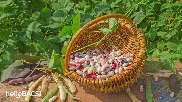 đậu ngự là đậu gì