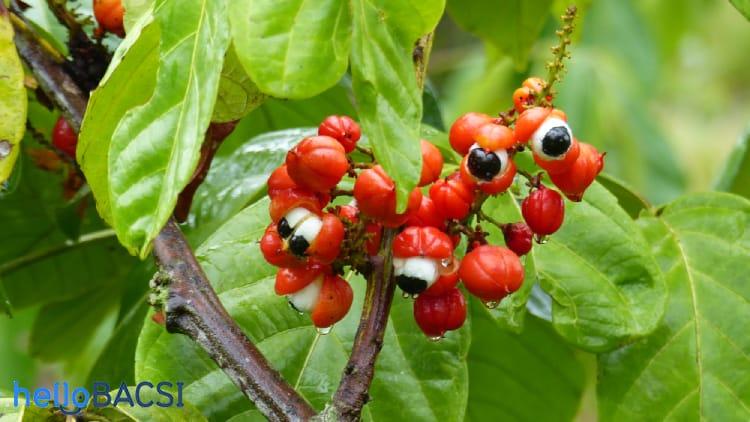 hạt guarana