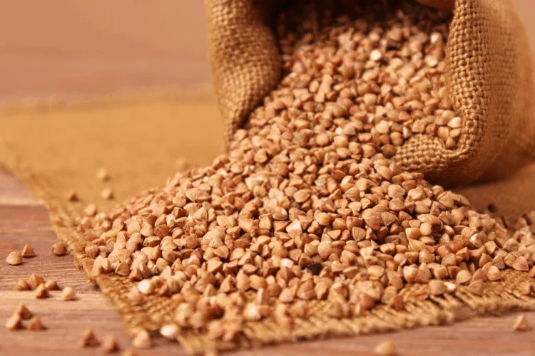 lúa mạch đen