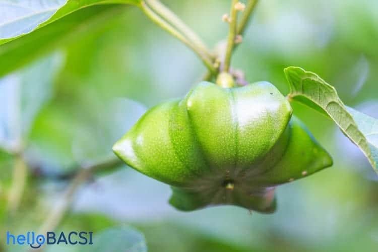 quả cây sacha inchi