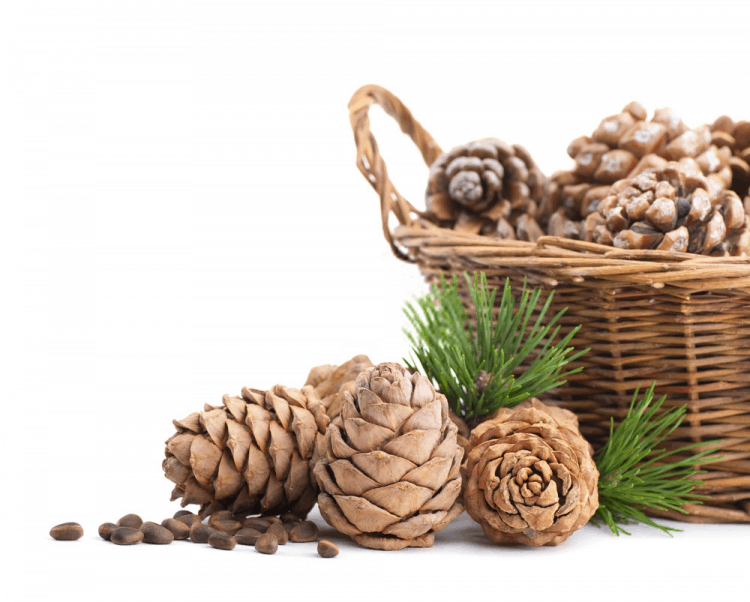 Tác dụng của hạt thông