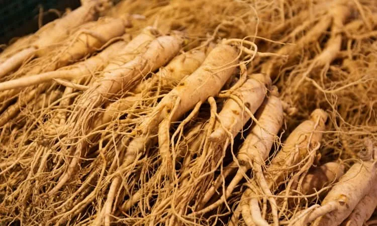 Nhân sâm là thảo mộc giúp giảm cân