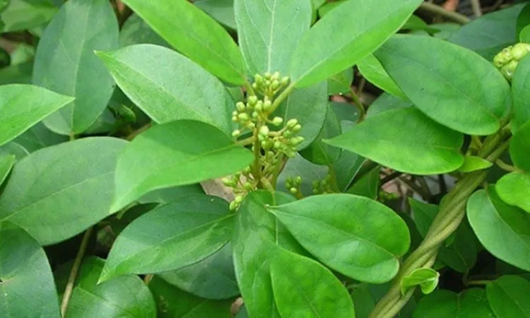 Dây thìa canh là thảo mộc giúp giảm cân