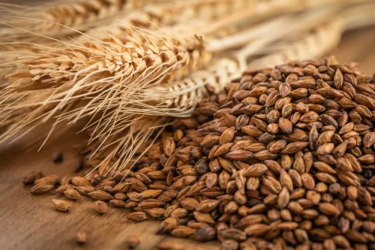 hạt lúa mạch rang