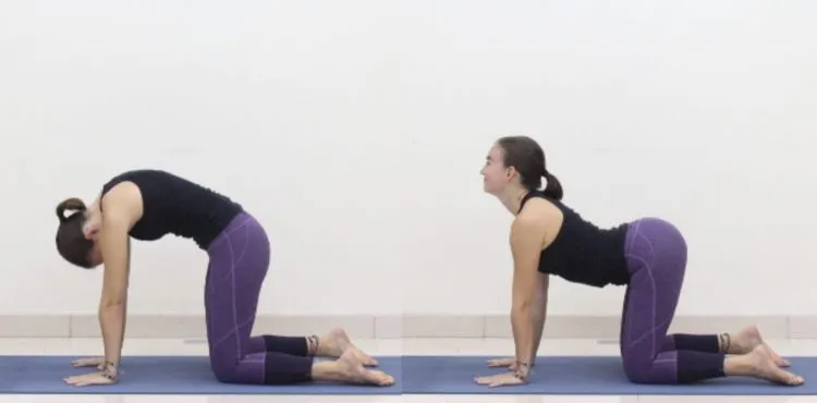 Tư thế con mèo - con bò