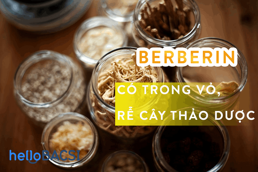 Berberin có trong vỏ cây rễ cây thảo dược