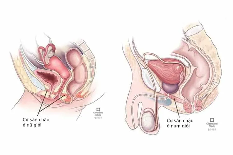 Cơ sàn chậu nam và nữ