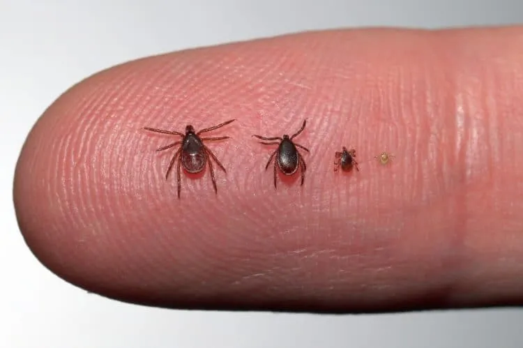 Bọ ve Ixodes scapularis