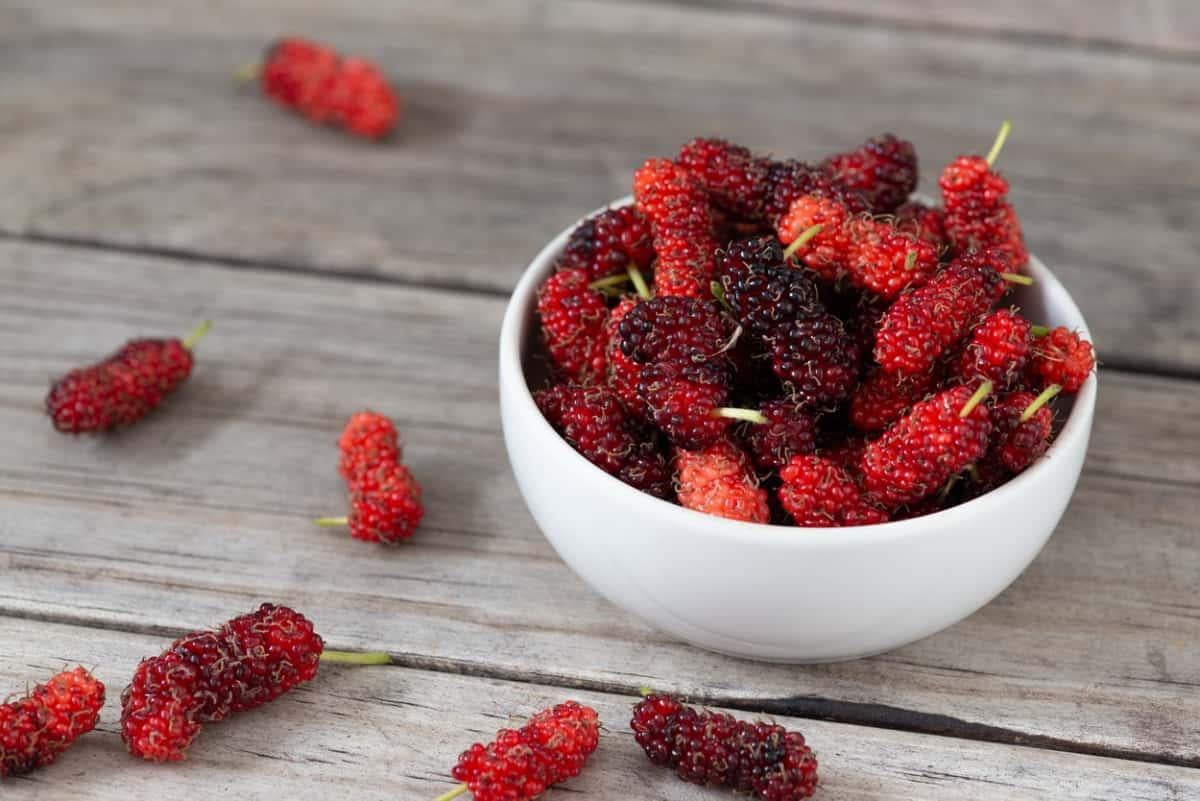 lợi ích quả dâu tằm