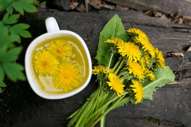 thực phẩm lợi tiểu là chiết xuất bồ công anh