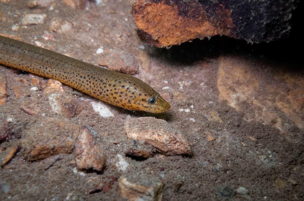 con lươn là con vật sống dưới nước