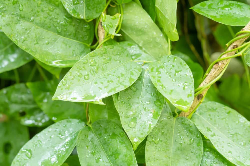 lá sương sâm hình trứng