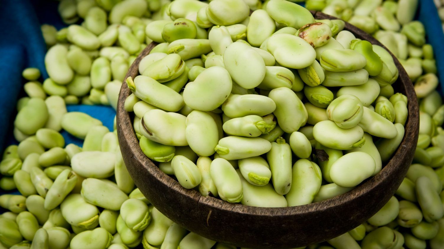 lợi ích đậu răng ngựa