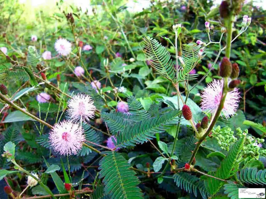 dược liệu cây xấu hổ