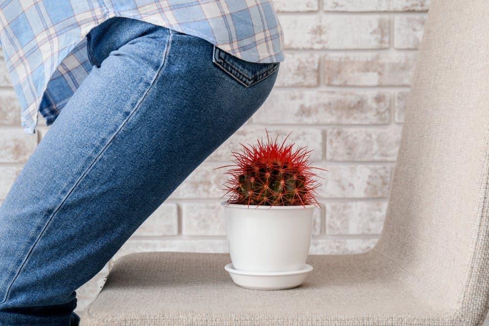 hậu môn bị sưng đau