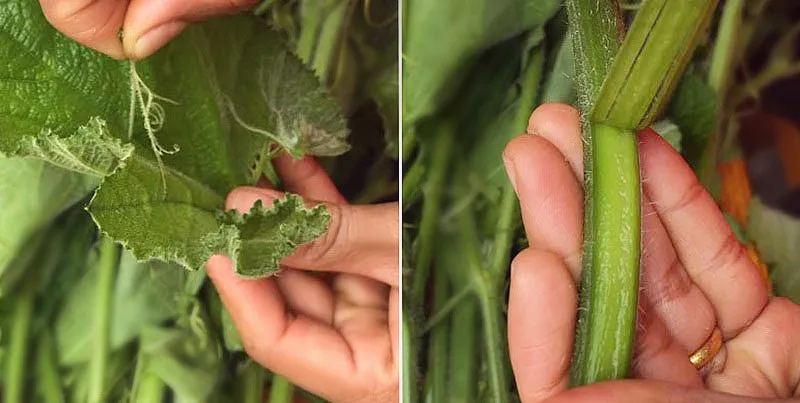 cách tước rau bí