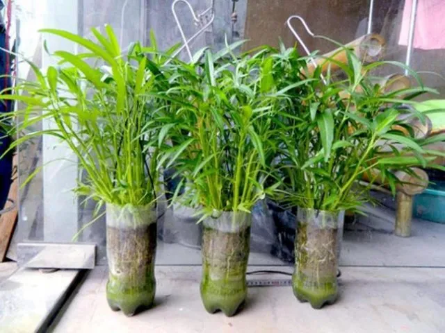 Cách tái chế chai nhựa thành chậu trồng cây