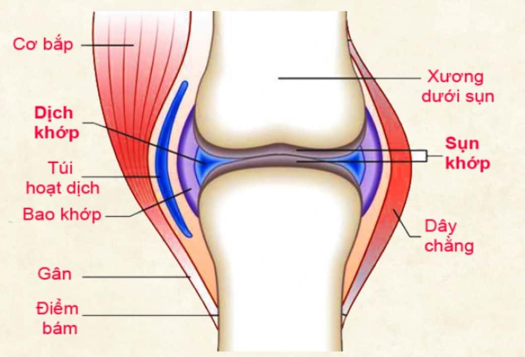 nguyên nhân khô khớp gối