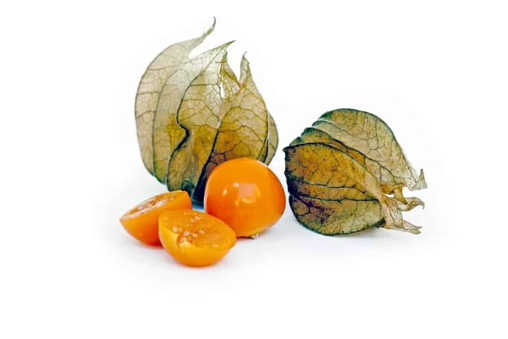 cây tầm bóp có tác dụng gì